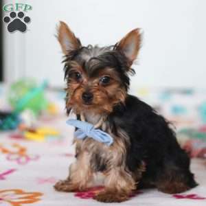Bear, Yorkie Puppy