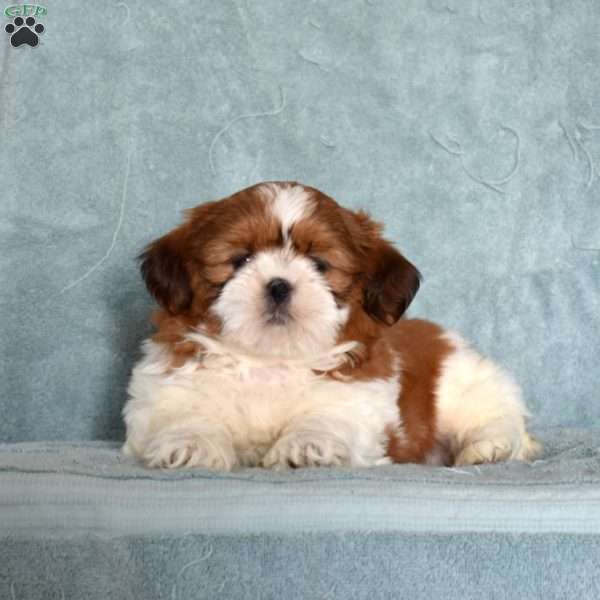 Bear, Shih Tzu Puppy