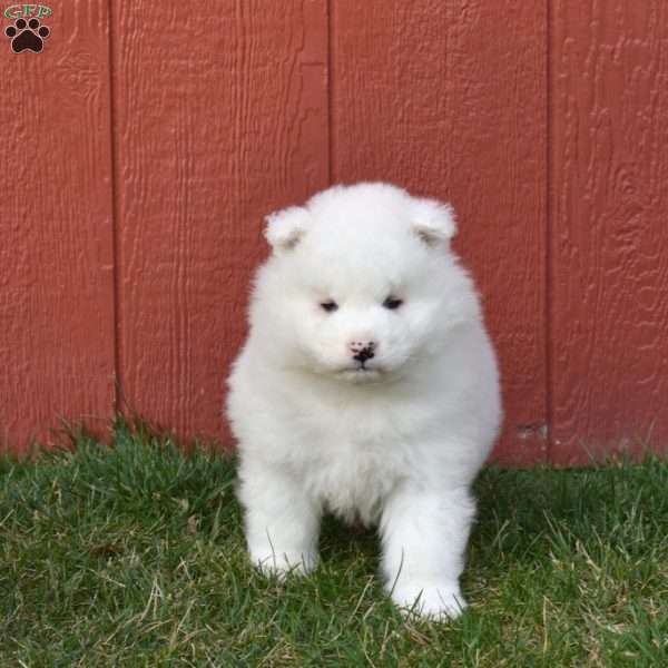 Bear, Samoyed Puppy