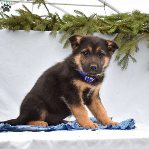 Bear, German Shepherd Mix Puppy