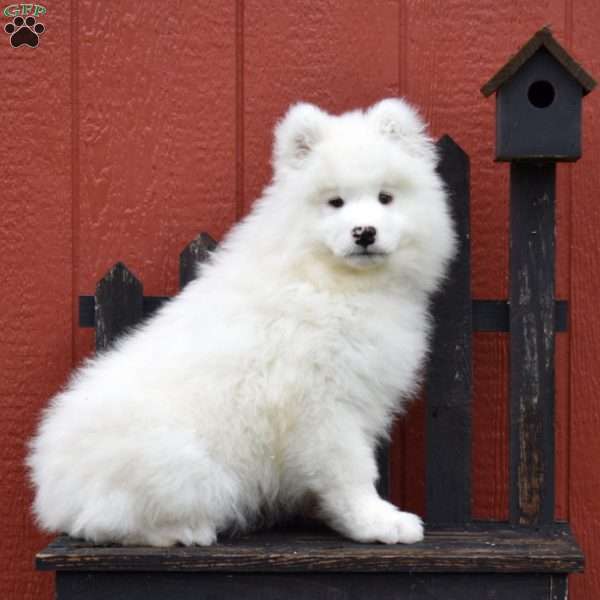 Bear, Samoyed Puppy