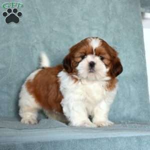 Bear, Shih Tzu Puppy