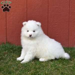 Bear, Samoyed Puppy