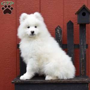 Bear, Samoyed Puppy