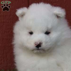 Bear, Samoyed Puppy