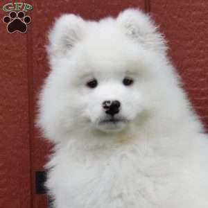 Bear, Samoyed Puppy