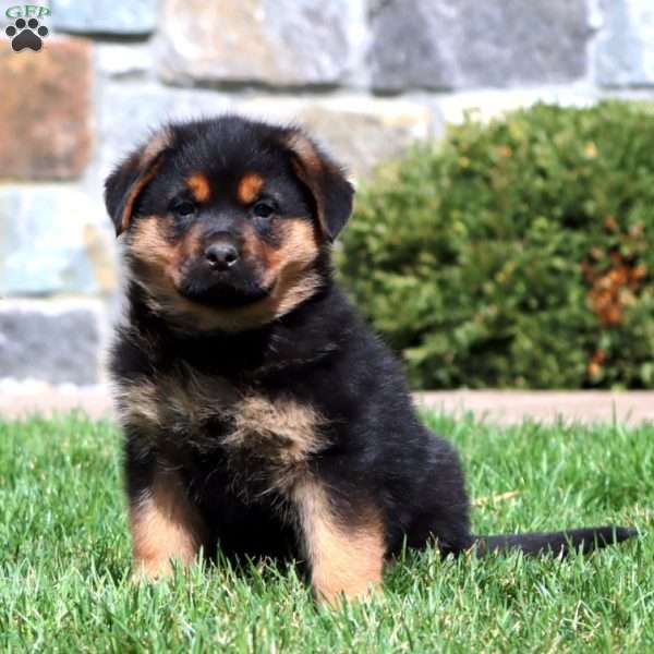 Bear, Rottweiler Mix Puppy