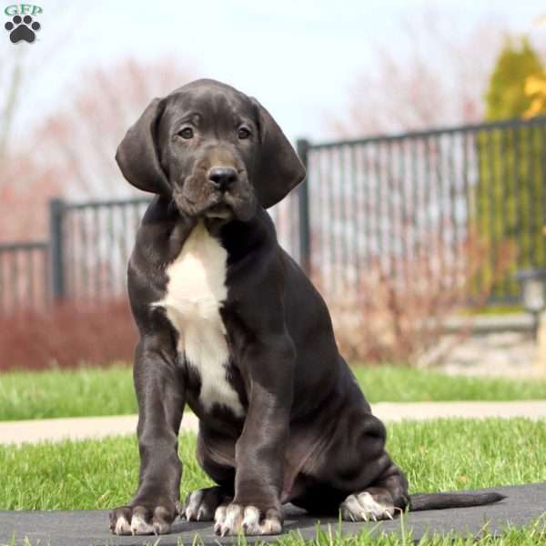 Bear, Great Dane Puppy