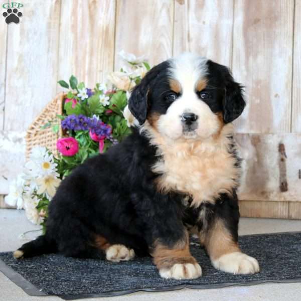 Bear, Bernese Mountain Dog Puppy