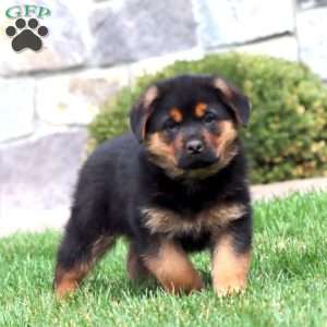 Bear, Rottweiler Mix Puppy