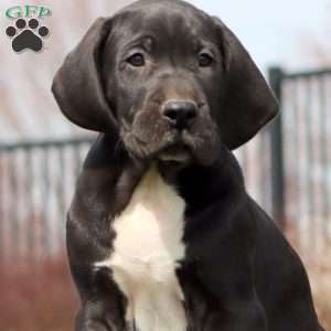Bear, Great Dane Puppy