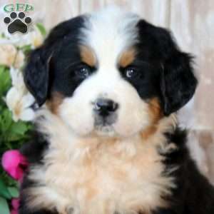 Bear, Bernese Mountain Dog Puppy