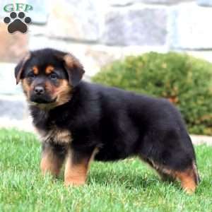Bear, Rottweiler Mix Puppy