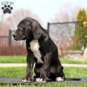 Bear, Great Dane Puppy