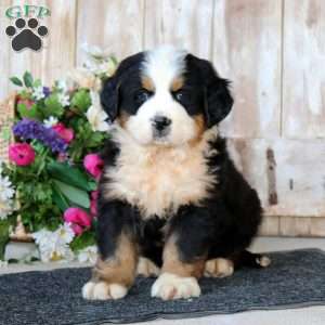 Bear, Bernese Mountain Dog Puppy