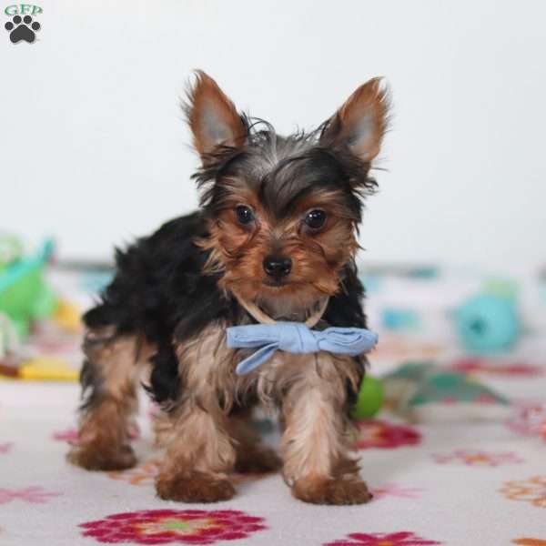 Bear, Yorkie Puppy