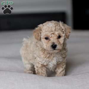 Beau, Bich-Poo Puppy