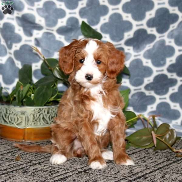 Beauty, Mini Bernedoodle Puppy