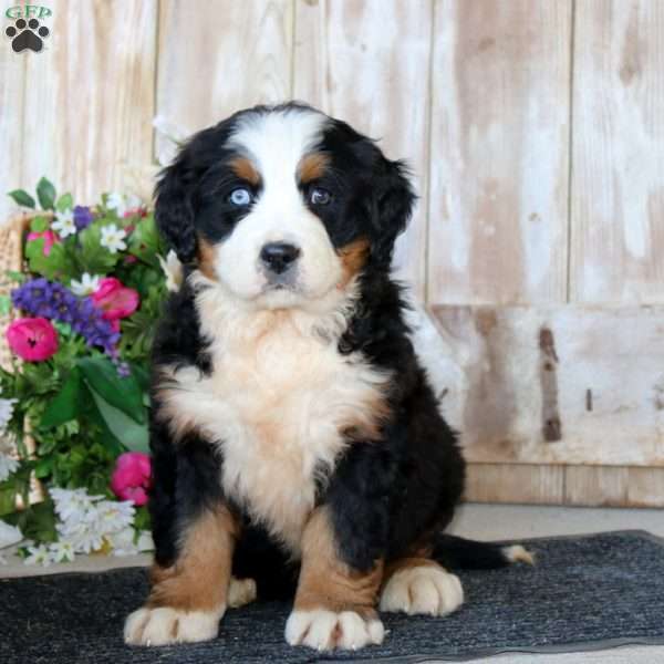 Beauty, Bernese Mountain Dog Puppy
