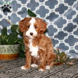 Beauty, Mini Bernedoodle Puppy