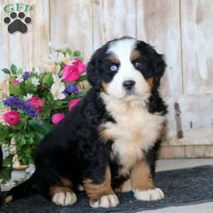 Beauty, Bernese Mountain Dog Puppy