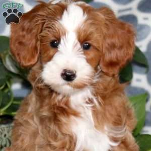 Beauty, Mini Bernedoodle Puppy