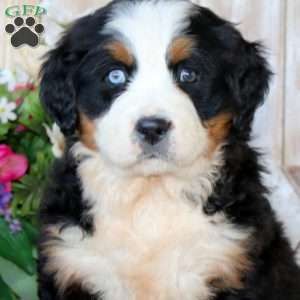 Beauty, Bernese Mountain Dog Puppy