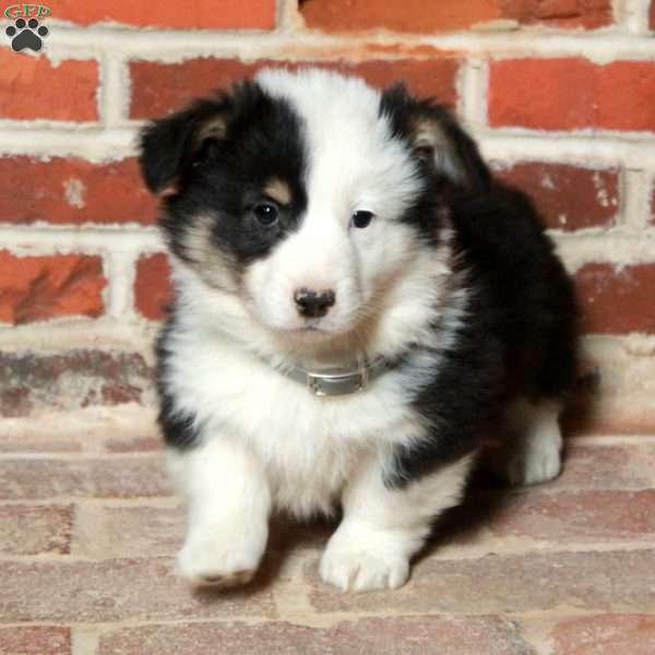 Beck, Pembroke Welsh Corgi Puppy
