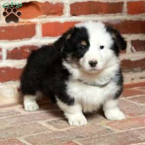 Beck, Pembroke Welsh Corgi Puppy