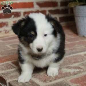 Beck, Pembroke Welsh Corgi Puppy