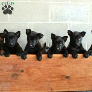 Holly, Belgian Malinois Puppy