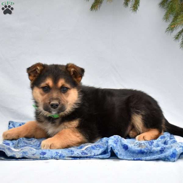 Bella, German Shepherd Mix Puppy