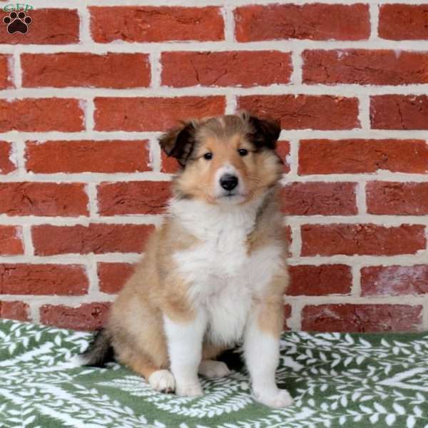 Bella, Collie Puppy