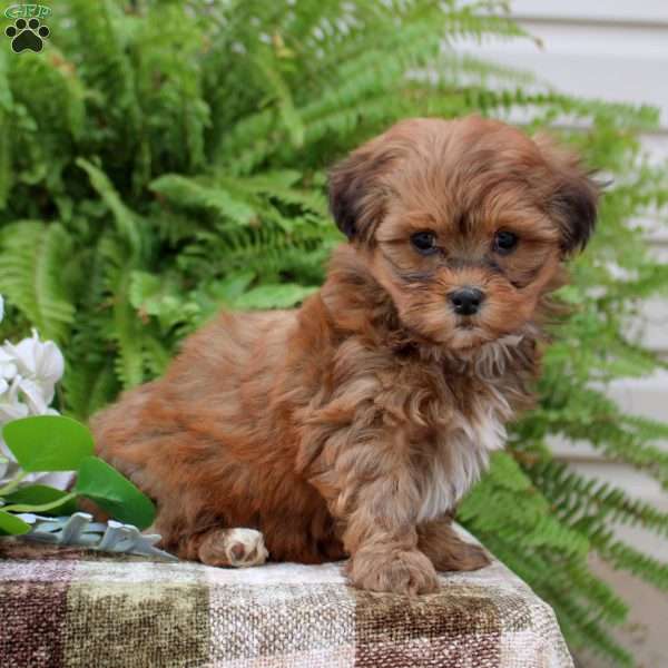 Bella, Shih-Poo Puppy