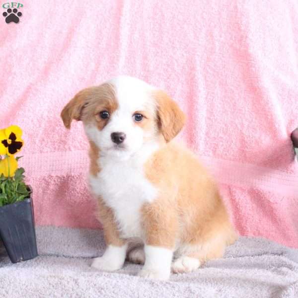 Bella, Miniature Poodle Mix Puppy