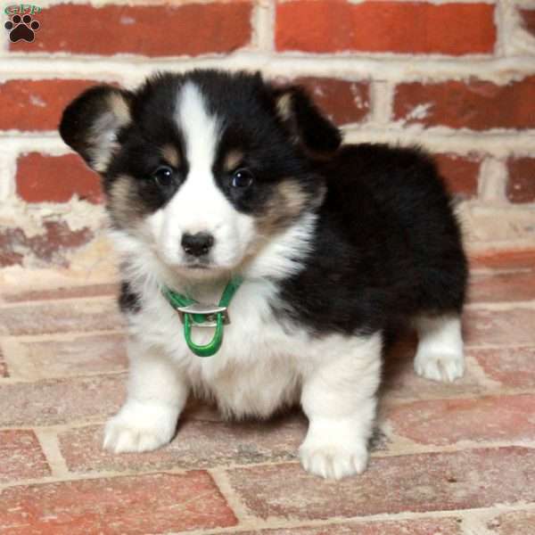 Bella, Pembroke Welsh Corgi Puppy