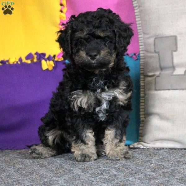 Bella, Cockapoo Puppy