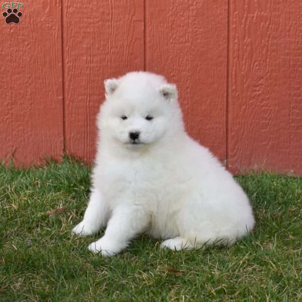 Bella, Samoyed Puppy