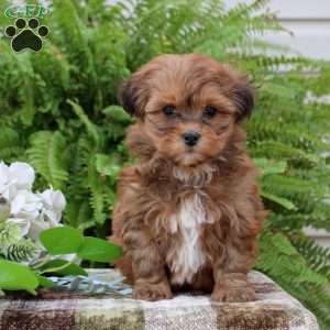 Bella, Shih-Poo Puppy