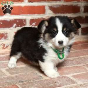 Bella, Pembroke Welsh Corgi Puppy