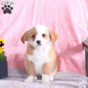 Bella, Miniature Poodle Mix Puppy