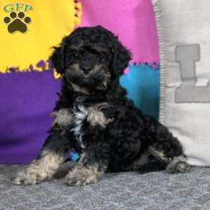 Bella, Cockapoo Puppy