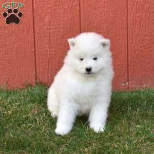 Bella, Samoyed Puppy