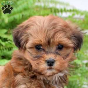 Bella, Shih-Poo Puppy