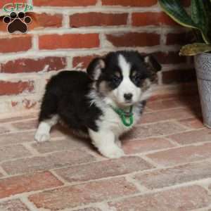 Bella, Pembroke Welsh Corgi Puppy