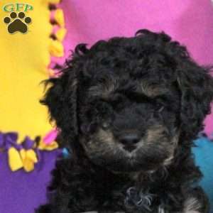 Bella, Cockapoo Puppy