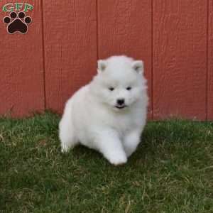 Bella, Samoyed Puppy