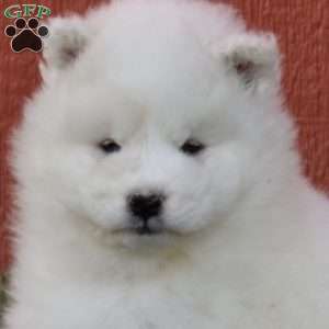 Bella, Samoyed Puppy