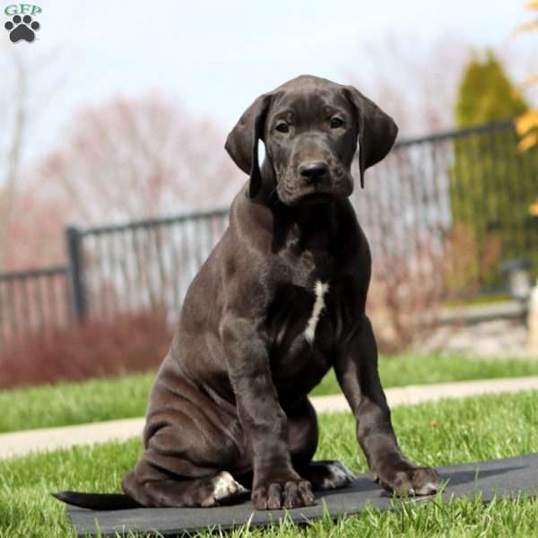 Bella, Great Dane Puppy