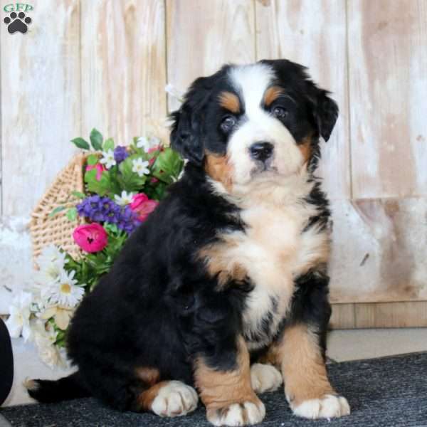 Bella, Bernese Mountain Dog Puppy